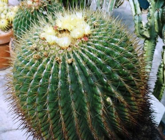 Ferocactus_melocactiformis